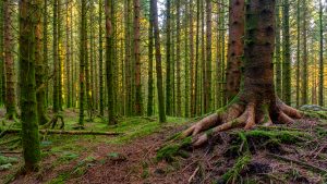 thüringer wald