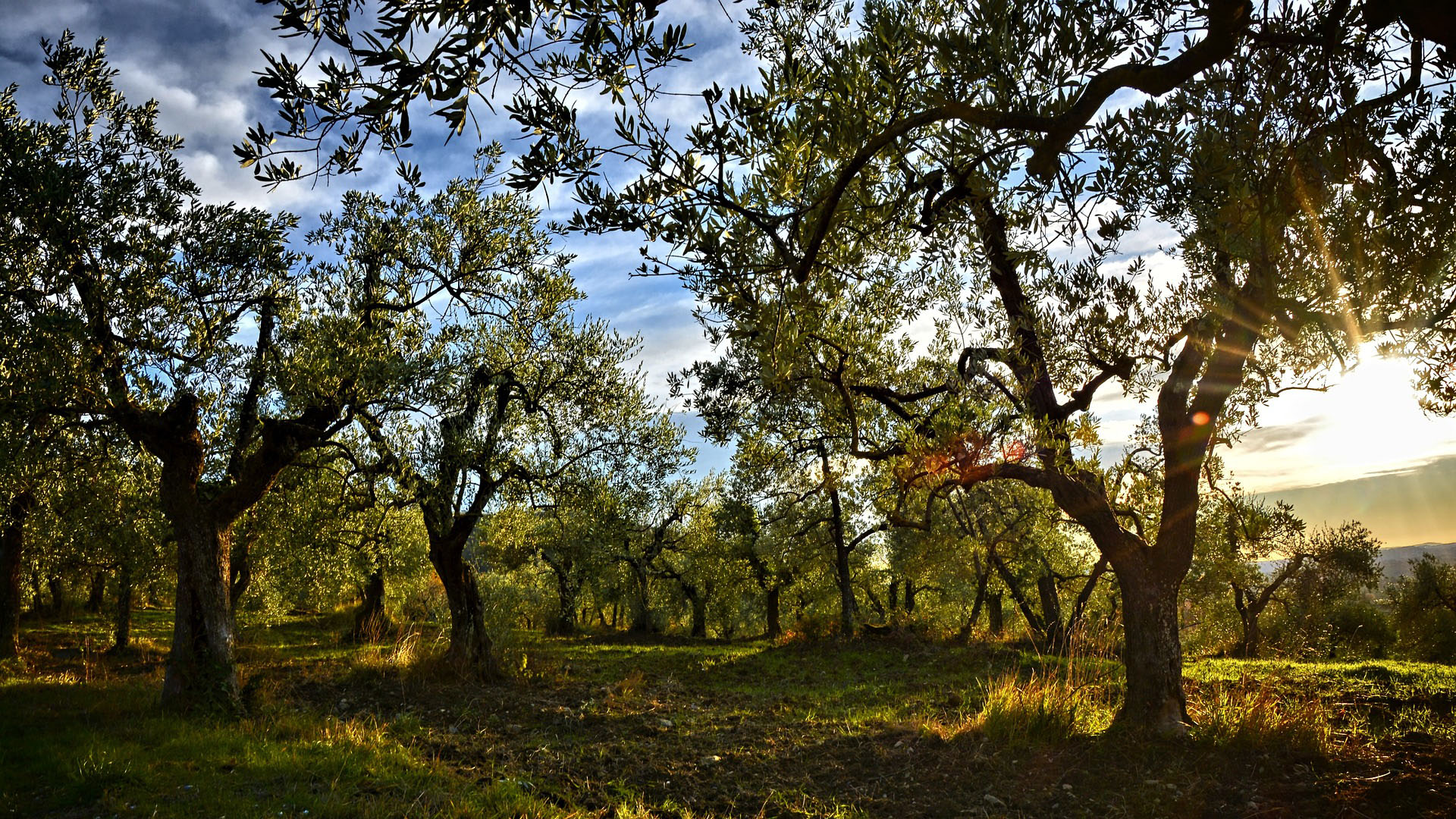 Acquaviva Delle Fonti<br />